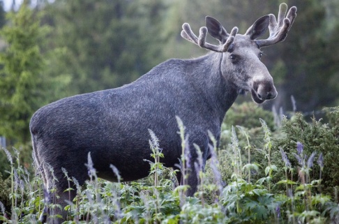 Kleiven, Paul/NTB scanpix/TT En älg sprang på en jägare i östra Norrbotten som skadades allvarligt. Arkivbild. Kleiven, Paul/NTB scanpix/TT En älg sprang på en jägare i östra Norrbotten som skadades allvarligt. Arkivbild.
