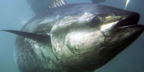 CHRIS PARK/AP En blåfenad tonfisk (Thunnus thynnus). Arkivbild. CHRIS PARK/AP En blåfenad tonfisk (Thunnus thynnus). Arkivbild.