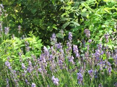Lavendel Lavendel