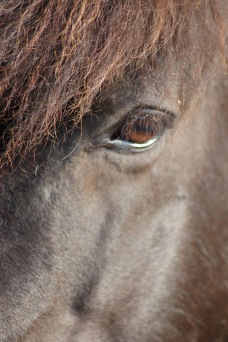 Även hästar kan få ögonproblem