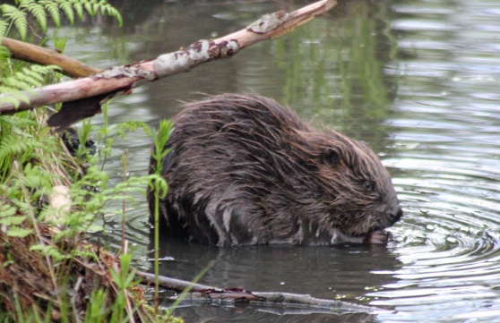 Bävrar är skygga och svåra att se dagtid. Men här har fotografen Bengt Jansson lyckats fånga en liten gnagare vid Kottlasjön förra året. Bävrar är skygga och svåra att se dagtid. Men här har fotografen Bengt Jansson lyckats fånga en liten gnagare vid Kottlasjön förra året.