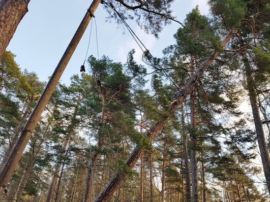 Tall som fallit över elledning. Foto: Bo Vading Tall som fallit över elledning. Foto: Bo Vading