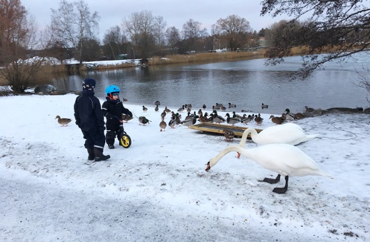 Alla trivs vid Kyrkviken – både folk och fåglar! Alla trivs vid Kyrkviken – både folk och fåglar!