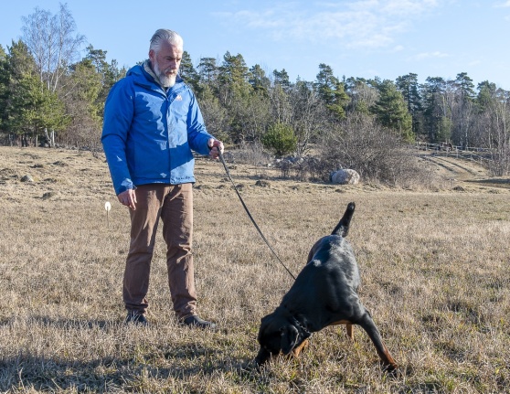 Tiken Pippi är mycket ung. Hon får träna ett enkelt spår, där belöning i form av något gott finns nedtrampat med jämna mellanrum. Ängen, där gräset ännu inte vuxit upp, lämpar sig bra för träning. Hunden ska lära sig att nosen ska vara nära marken. Om Pippi skulle hålla nosen högre, så tar vinden snabbt bort dofter. Tiken Pippi är mycket ung. Hon får träna ett enkelt spår, där belöning i form av något gott finns nedtrampat med jämna mellanrum. Ängen, där gräset ännu inte vuxit upp, lämpar sig bra för träning. Hunden ska lära sig att nosen ska vara nära marken. Om Pippi skulle hålla nosen högre, så tar vinden snabbt bort dofter.