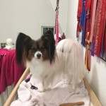 Luna på groomingbordet