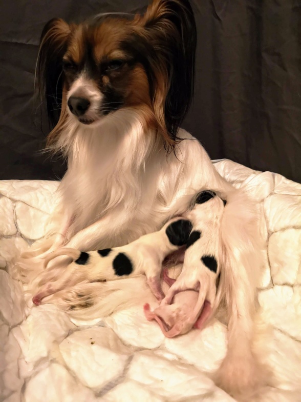 Stolt Luna med sina nyfödda.