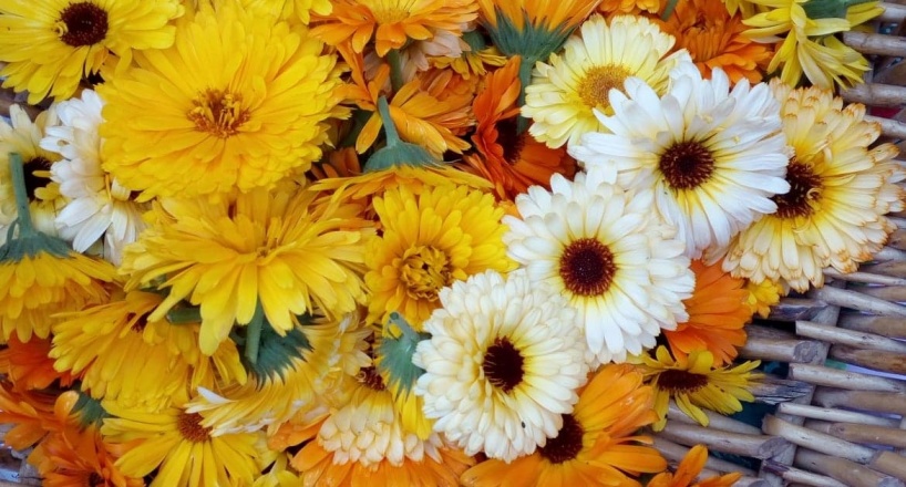 Rinblommor från Lindas örtagård på Nova Harmonia, Ven. Rinblommor från Lindas örtagård på Nova Harmonia, Ven.