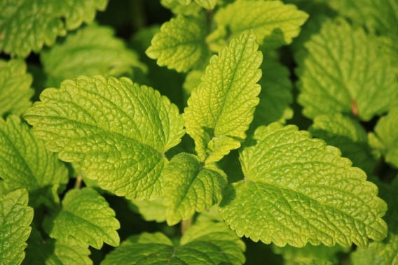 Citronmeliss - Melissa officinalis Citronmeliss - Melissa officinalis