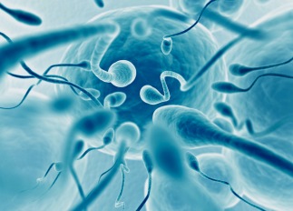 Spermafrysning i fertilitetsbevarande syfte StudentGyn Uppsala