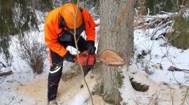 Markfällning Markfällning