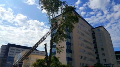 Trädfällning Uppsala