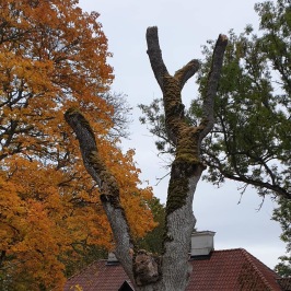 Trädfällning Uppsala
