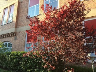 "Röda trädet" vid Löfströms Allé 6 B. Belyst av kvällssolen brinner det, på skuggsidan dödsröd. "Röda trädet" vid Löfströms Allé 6 B. Belyst av kvällssolen brinner det, på skuggsidan dödsröd.