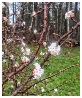 Vinterblommande Kejsarolvon. Bild:ac Vinterblommande Kejsarolvon. Bild:ac