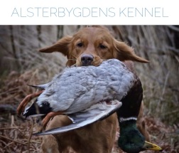 Klicka på bilden för att komma till  alsterbygdens kennel