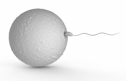 Donator spermier  & ägg – donera spermier eller ägg till Minerva Sperm & Egg Bank