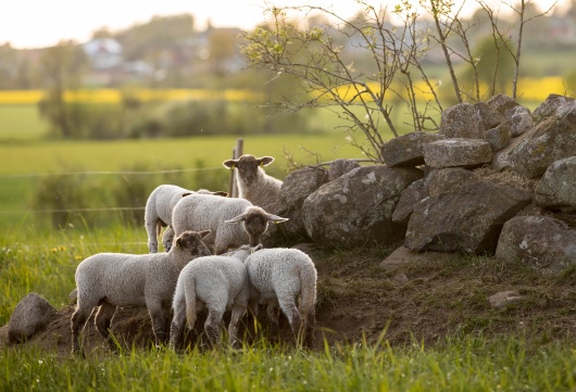 Lyckliga, frigående lamm hos oss på Ringsås Lamm i Falkenberg, Halland