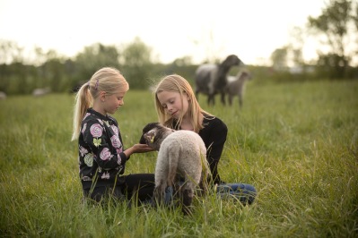 Ringsås Lamm Falkenberg, småskalig fårfarm med frigående lamm Halland