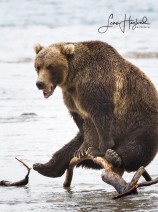 1G. Yogi Bear (Kamtjatka)