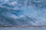 8H. Vittrut & tretåig mås vid glaciär (Svalbard)