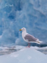 2J. Vittrut (Svalbard)