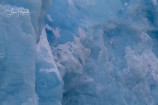 2R. Tretåig mås  och blå is (Svalbard)