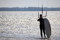 surf web bildspel13