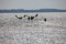 surf web bildspel17