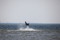 surf web bildspel32