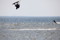 surf web bildspel38