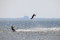 surf web bildspel39