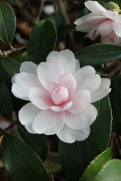 Camelliaolja Camelliaolja