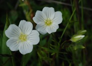 Meadowfoamolja Meadowfoamolja