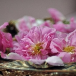 Rosenblommor Rosenblommor