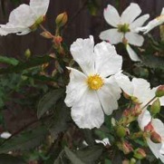 Rockrosehydrolat Rockrosehydrolat