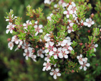 Tea treehydrolat Tea treehydrolat