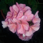 Geranium Geranium