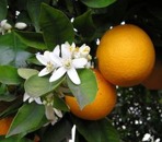 Apelsinblomshydrolat Apelsinblomshydrolat