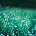 flowers-meadow-5787 flowers-meadow-5787