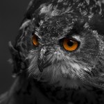 animal-avian-beak-416202 animal-avian-beak-416202