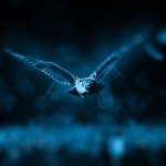 animal-bird-dark-46248 animal-bird-dark-46248