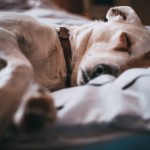 adorable-animal-animal-photography-791862 adorable-animal-animal-photography-791862