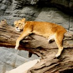 animal-beast-carnivore-162206 animal-beast-carnivore-162206