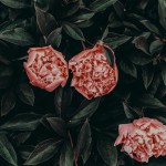 beautiful-blooming-blossom-971174 beautiful-blooming-blossom-971174