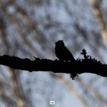 Bildkritik 2025 12 5.030