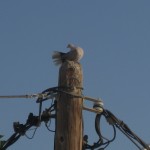 Bildkritik jan 2026.008