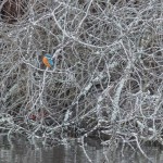 Bildkritik jan 2026.002