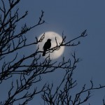 Bildkritik 5 mars.009