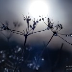 Bildkritik 5 mars.007