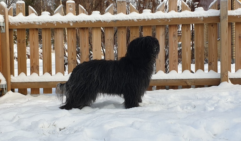 Sally är en glad och positiv tjej som gillar långa promenader och träning i lagom dos. Hon gillar att bada och leka i alla lerpölar hon ser . Vi tränar henne i rallylydnad och i viltspår. Sally är lek